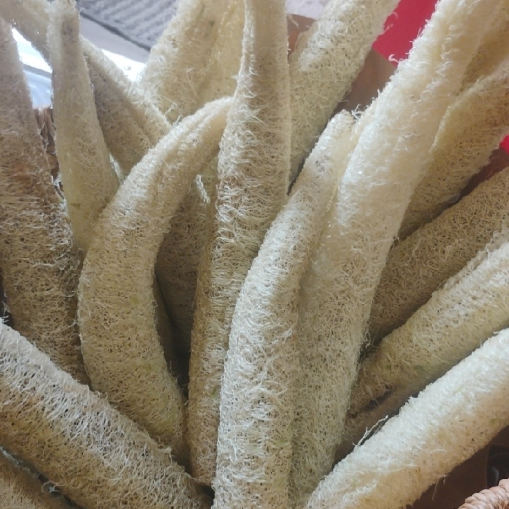 Natural Loofah Sponges for Bath And Kitchen